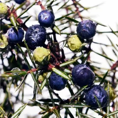 Alternative view of عطر ادکلن دیویدوف کول واتر ویو